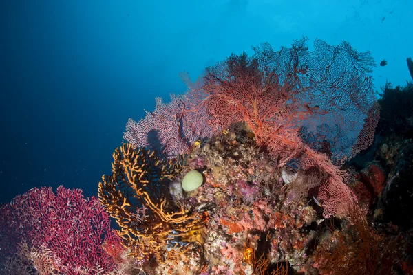 Os reinos subaquáticos coloridos de Raja Ampat, Papua Indonésia — Fotografia de Stock