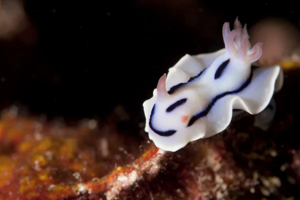 Um nudibranch branco e rosa em Raja Ampat Papua, Indonésia — Fotografia de Stock