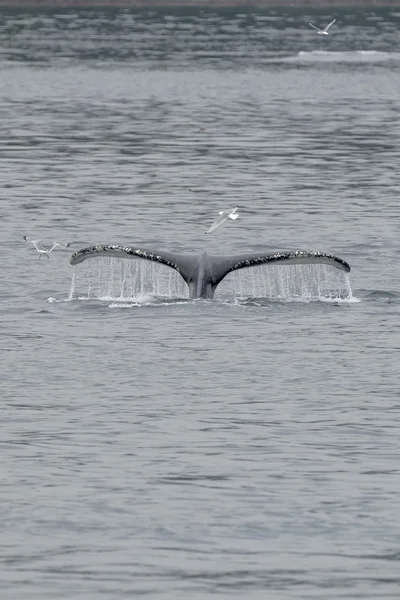 Baleine à bosse queue éclaboussure avec mouette inglacier baie Alaska — Photo