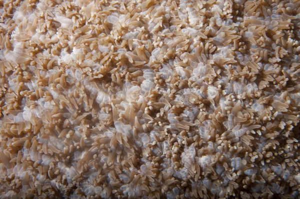 来自巴布亚新几内亚Raja Ampat的硬珊瑚宏观细节 — 图库照片