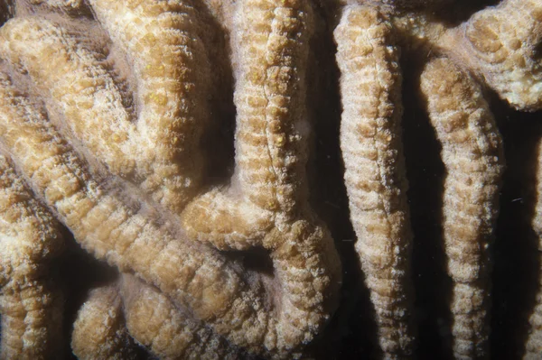 Macro dettaglio in corallo duro di Raja Ampat, Papua Indonesia — Foto Stock
