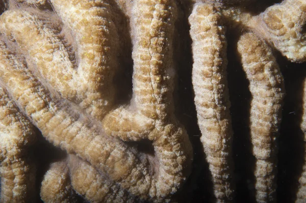 Hard koraal macro detail van Raja Ampat, Papoea Indonesië — Stockfoto