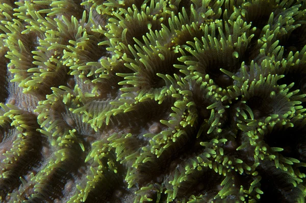Detalhe macro coral duro de Raja Ampat, Papua Indonésia — Fotografia de Stock