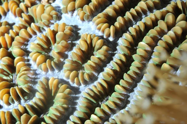 Жесткий коралловый макро подробности из Раджа Ампат, Папуа Индонезия — стоковое фото