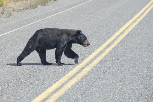 A black bear crossing the road in Alaska Britsh Columbia — Stock Photo, Image