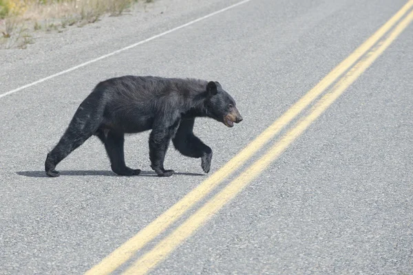 Alaska 'da Britsh Columbia' da siyah bir ayı karşıdan karşıya geçiyor — Stok fotoğraf