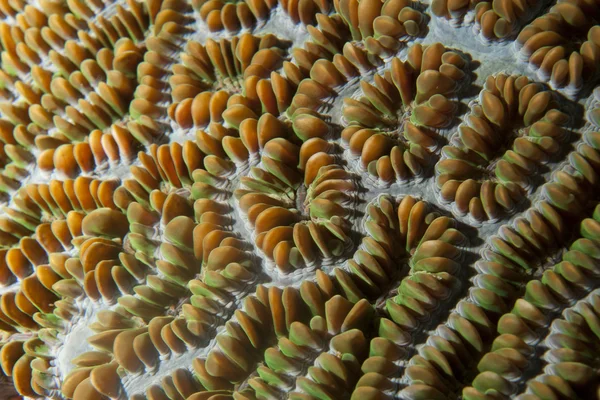 Hard koraal macro detail van Raja Ampat, Papoea Indonesië — Stockfoto