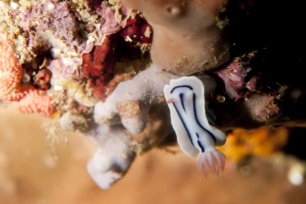 Eine weiße und rosa Nacktschnecke in raja ampat papua, indonesien — Stockfoto