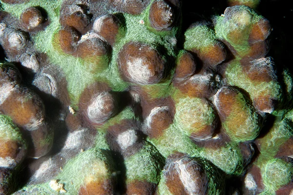 来自巴布亚新几内亚Raja Ampat的硬珊瑚宏观细节 — 图库照片