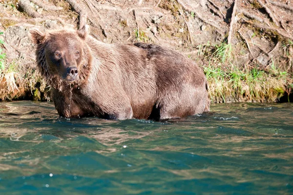 Na białym tle niedźwiedź grizzly, patrzy na Ciebie w rosyjskiej rzeki Alaski — Zdjęcie stockowe