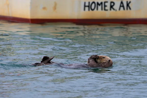 Ein Seeotter schwimmt auf dem Rücken in Homer, alaska — Stockfoto