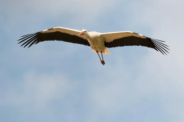 Una cicogna vola verso di te sullo sfondo blu intenso del cielo — Foto Stock