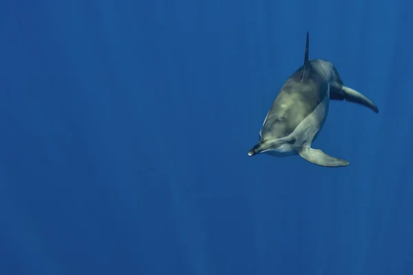 An isolated dolphin looking at you in the deep blue sea underwater dive scuba — Stock Photo, Image