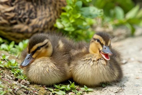 Paskalya tatili için bakıyorsun ise iki yavru ördek — Stok fotoğraf