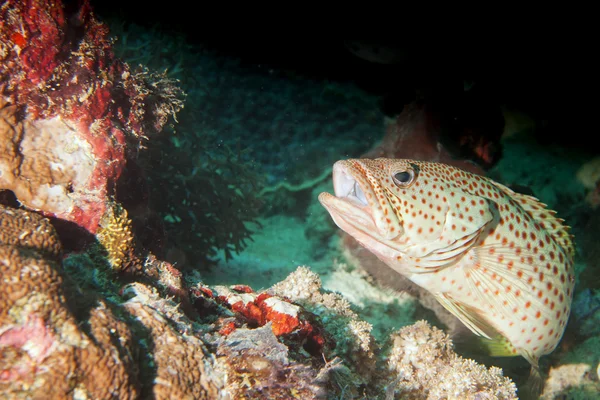 A grouper close up portrait in Raja Ampat Papua, Indonesia — Stock Photo, Image
