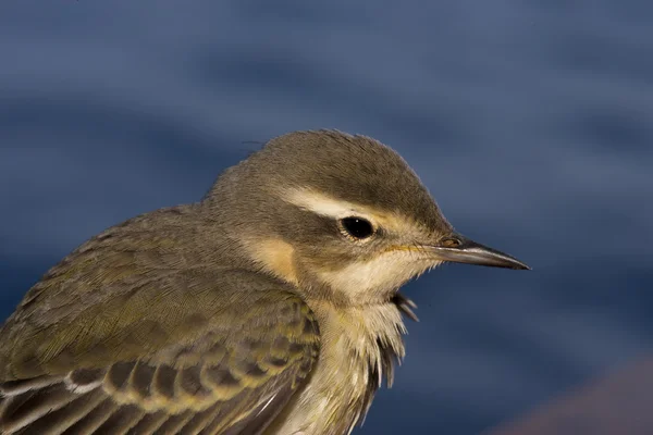 Wagtail uccello giallo dall'Africa ritratto sullo sfondo blu del mare — Foto Stock