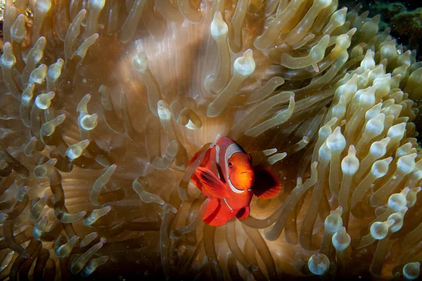Červená clown ryb v Sasanka s krevetami v raja ampat papua, Indonésie — Stock fotografie
