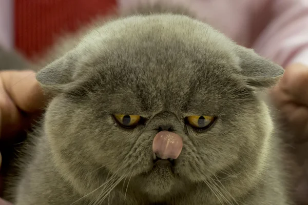 A cat pet close up portrait while looking at you with big yellow eyes in the pink background — Stock Photo, Image