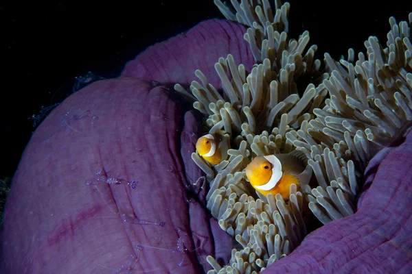 Clownfische in Anemone mit Garnelen in raja ampat papua, Indonesien — Stockfoto