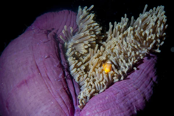 Clown fish in anemone with shrimps in Raja Ampat Papua, Indonesia — Stock Photo, Image