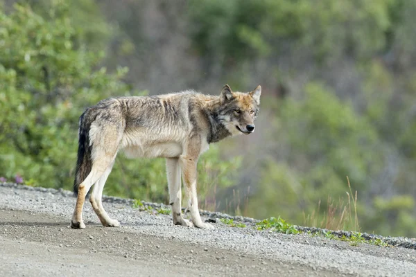 A grey wolf looking at you in Denali Park, Alaska — Stock Photo, Image