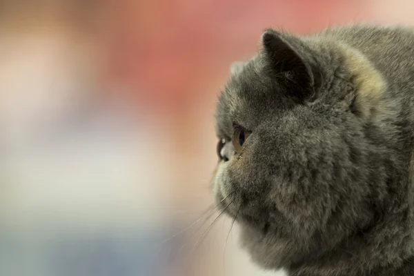Kočičí mazlíček zblízka portrétní při pohledu na levé straně v červené a světle modré pozadí — Stock fotografie