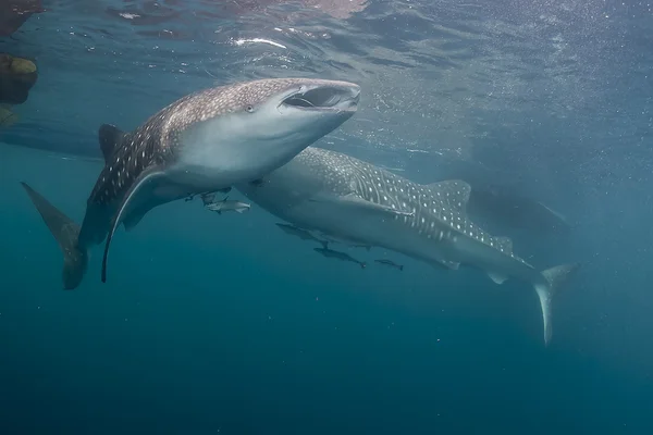 Thow tiburón ballena bajo el agua comer peces — Foto de Stock