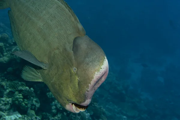 A bump head jack fish close up portrait in the reef background — Stock Photo, Image