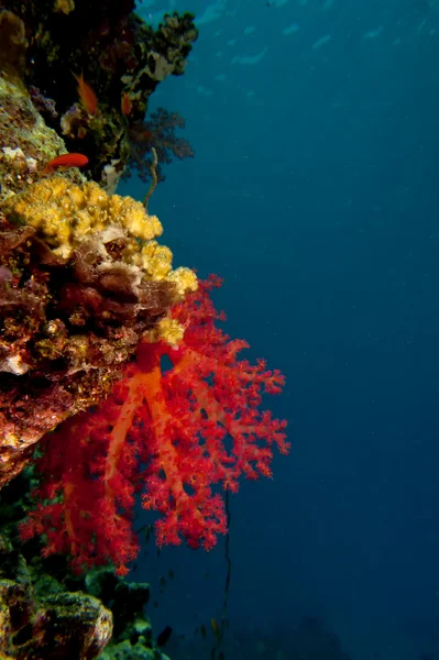 En mjuk korall i den svarta bakgrunden i blue reef bakgrunden — Stockfoto