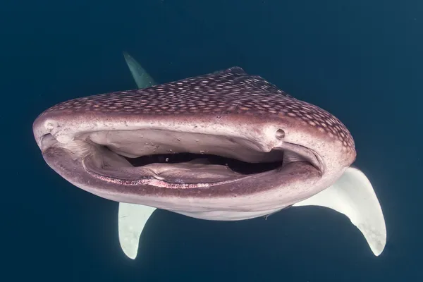 Tiburón ballena de cerca bajo el agua con grandes mandíbulas de boca abierta — Foto de Stock