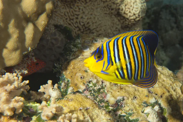 Ein Engelfisch gelb und blau im Riffhintergrund — Stockfoto
