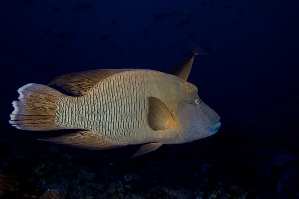 Um peixe napoleon no fundo preto — Fotografia de Stock