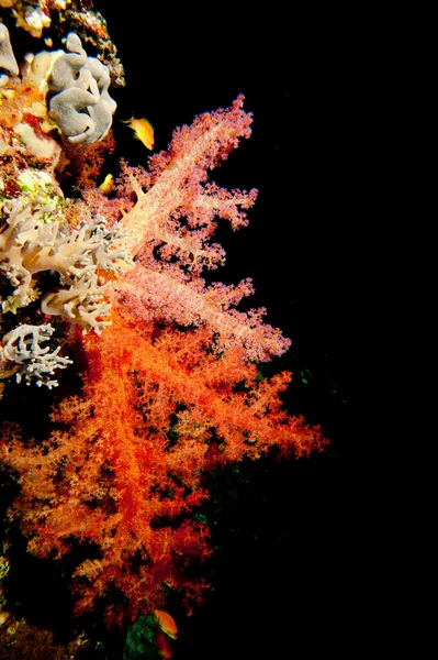 En mjuk korall i den svarta bakgrunden — Stockfoto