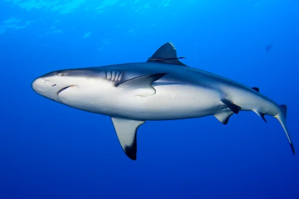 Μια γκρι καρχαρία σαγόνια που είναι έτοιμος να επιτεθεί υποβρύχια κοντινό πλάνο πορτρέτο — Φωτογραφία Αρχείου