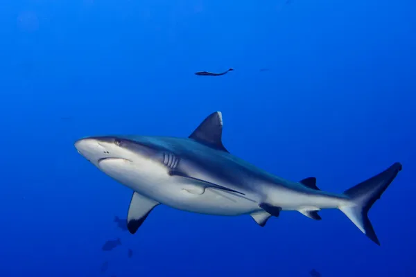 Una mandíbula de tiburón gris lista para atacar bajo el agua de cerca retrato — Foto de Stock