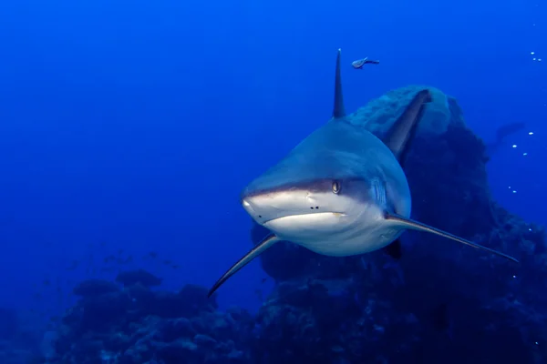 Un requin gris mâchoires prêtes à attaquer sous l'eau gros plan portrait — Photo