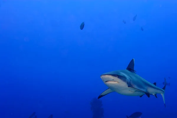Žralok šedý čelisti připraven k útoku pod vodou zblízka portrétní — Stock fotografie