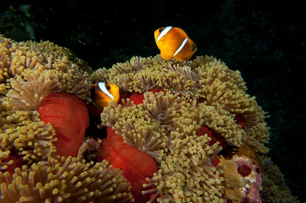 Un par de peces payaso en la anémona roja y marrón sobre el fondo negro — Foto de Stock