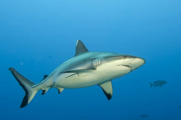 Un requin gris mâchoires prêtes à attaquer sous l'eau gros plan portrait — Photo