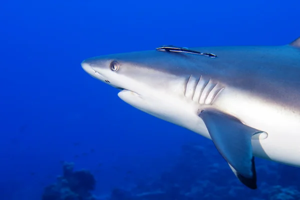 Un requin gris mâchoires prêtes à attaquer sous l'eau gros plan portrait — Photo