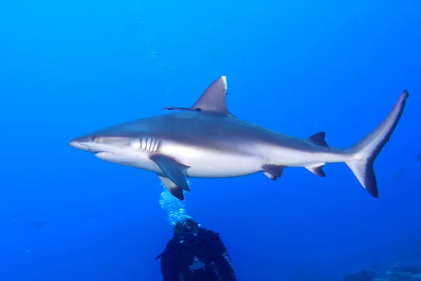 Ein grauer Hai Kiefer bereit für den Angriff unter Wasser Nahaufnahme Porträt — Stockfoto