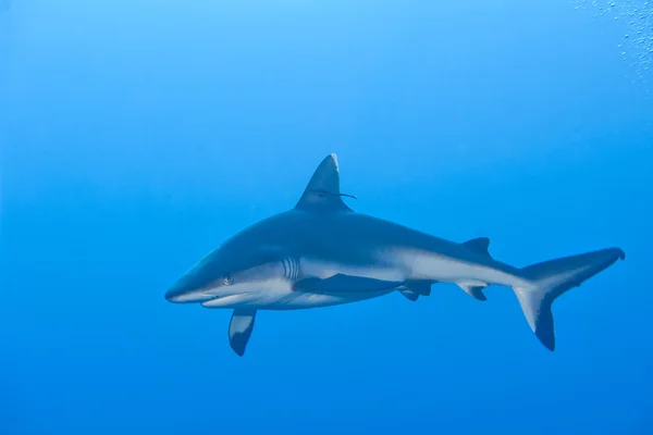 Een grijze haai kaken klaar om te vallen onderwater close-up portret — Stockfoto