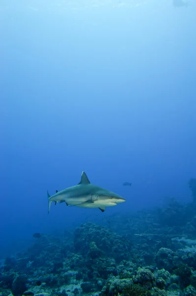 Un requin gris mâchoires prêtes à attaquer sous l'eau gros plan portrait — Photo