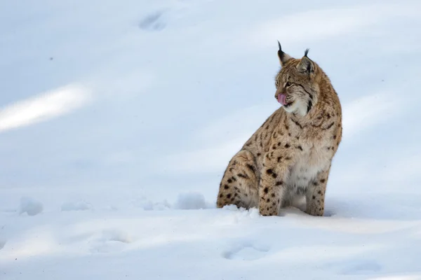 An isolated Lynx in the snow background while looking at you and licking itself — Stock Photo, Image