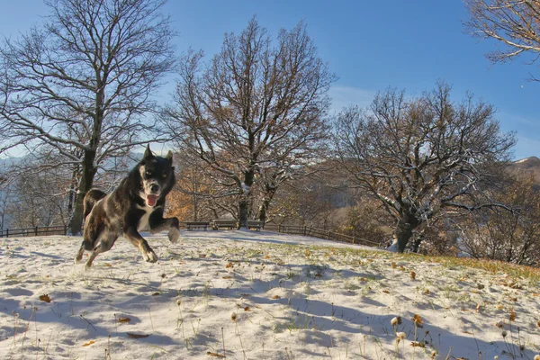 बर्फात एक लांडगा सारखा काळा कुत्रा उडी मारतो आणि आपल्याकडे पाहतो — स्टॉक फोटो, इमेज