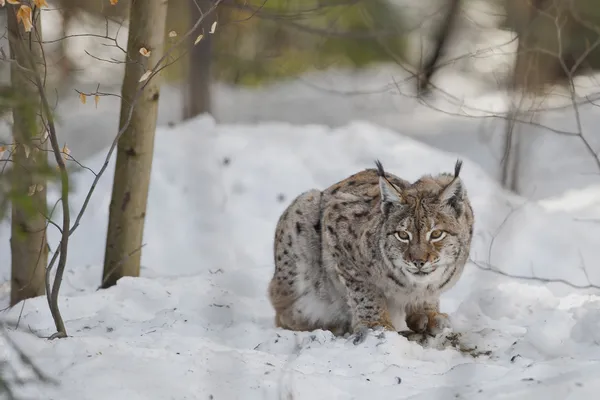 Een geïsoleerde lynx in de sneeuw achtergrond terwijl op zoek naar jou verdachte — Stockfoto