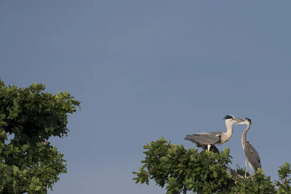 A black or blue heron while feeding its puppy — Stock Photo, Image