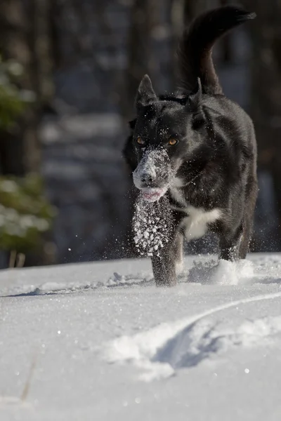 Un perro negro como un lobo en la nieve —  Fotos de Stock