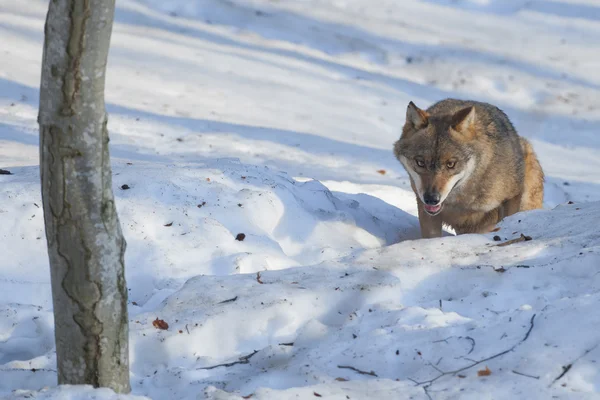 Un loup gris isolé dans la neige en vous regardant — Photo