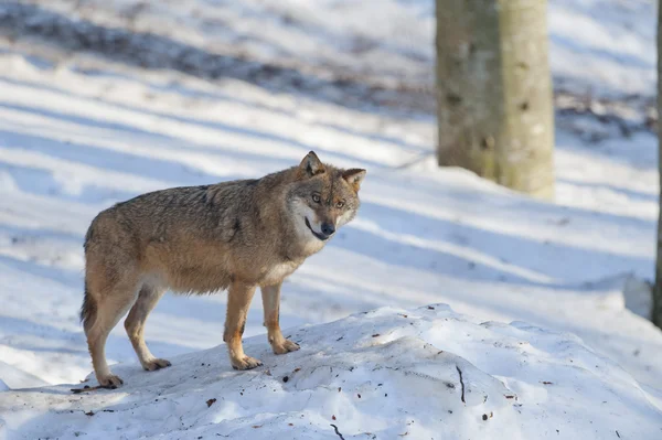 Sana bakarken karda izole bir gri kurt — Stok fotoğraf